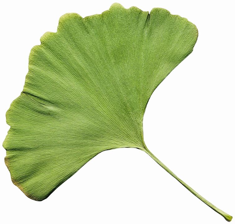 gingko biloba Insuvitissa diabetekseen
